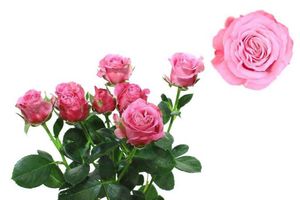 ROSE BR. LADY BOMBASTIC 50